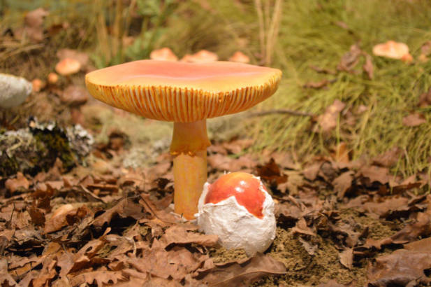 Η ΑΓΟΡΑ ΤωΝ ΜΑΝΙΤΑΡΙωΝ: